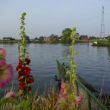 Door de bloemen de IJssel nog zien